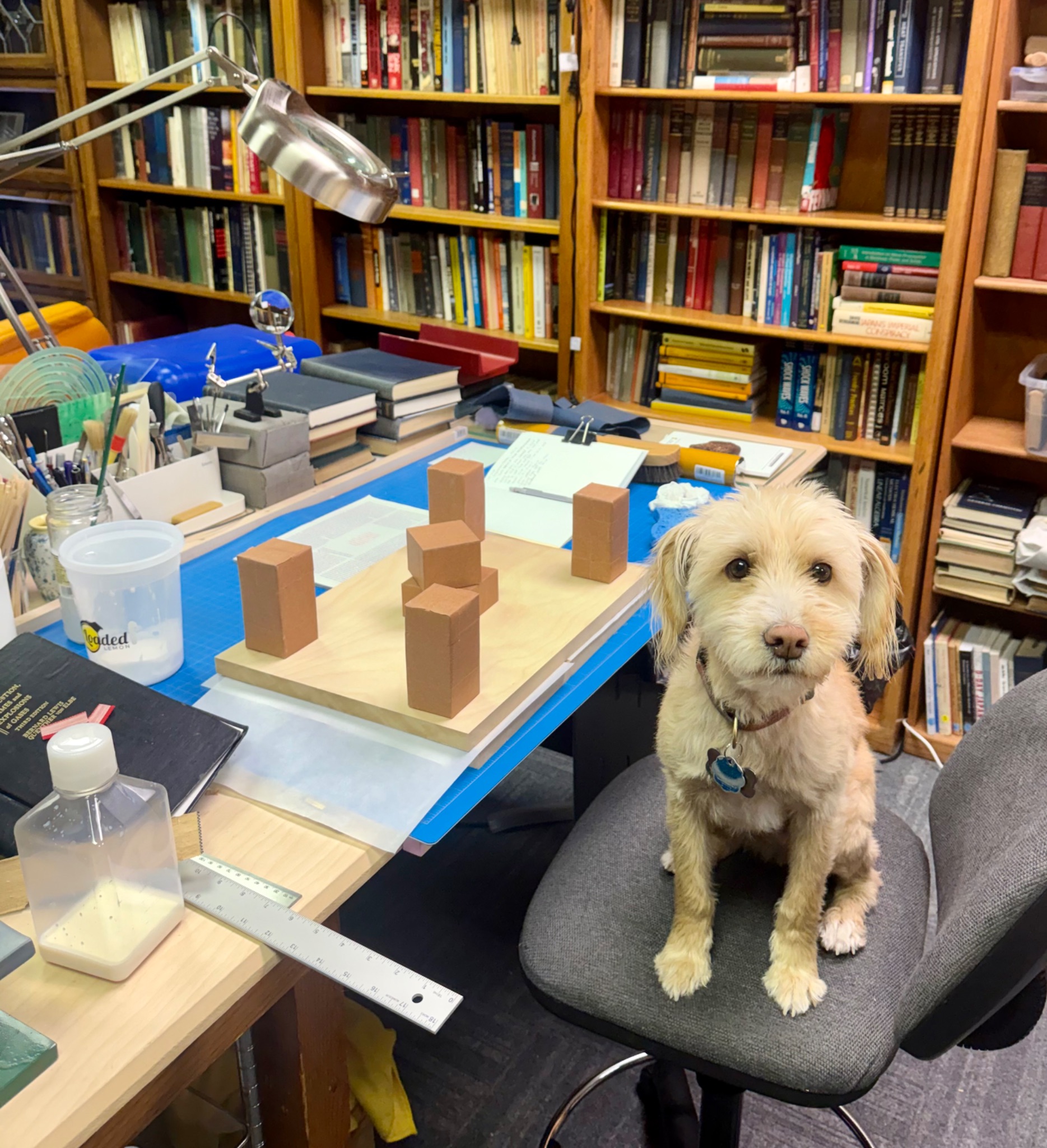 Barley sitting on a chair beside the bookbinding workbench.